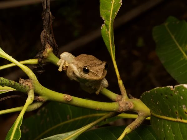 Douliot’s Bright-eyed Frog (Boophis doulioti)