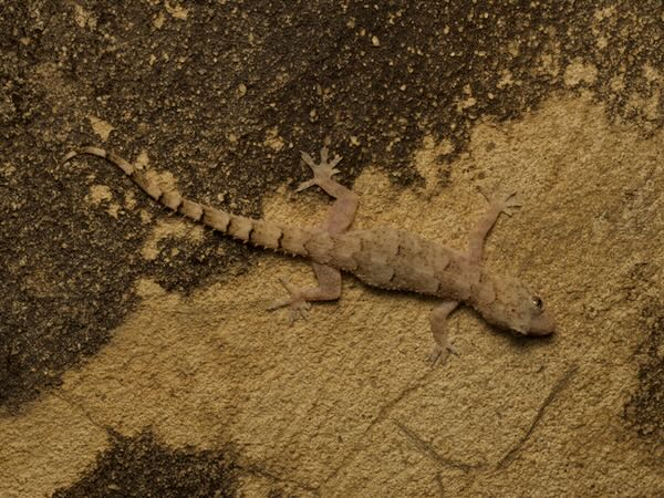 Farquhar Half-toed Gecko (Hemidactylus mercatorius)