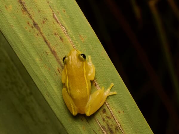 Andranolava Reed Frog (Heterixalus luteostriatus)