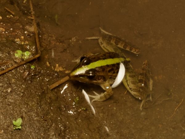 Mascarene Ridged Frog (Ptychadena mascareniensis)