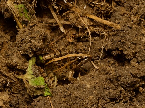 Mascarene Ridged Frog (Ptychadena mascareniensis)