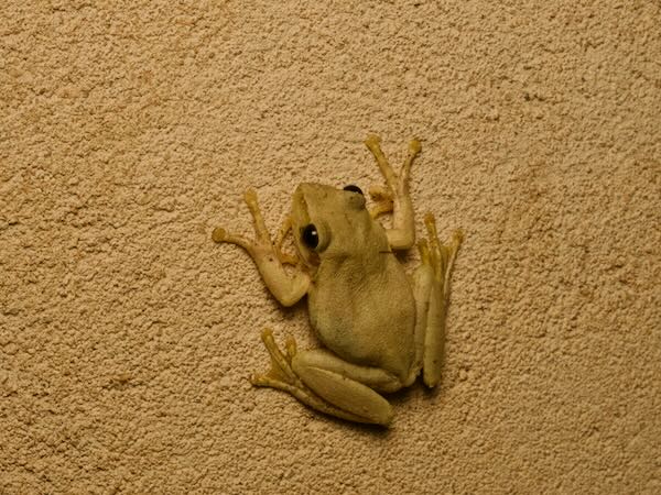 Douliot’s Bright-eyed Frog (Boophis doulioti)