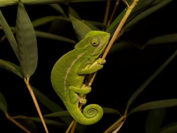 Southern Carpet Chameleon (Furcifer major)