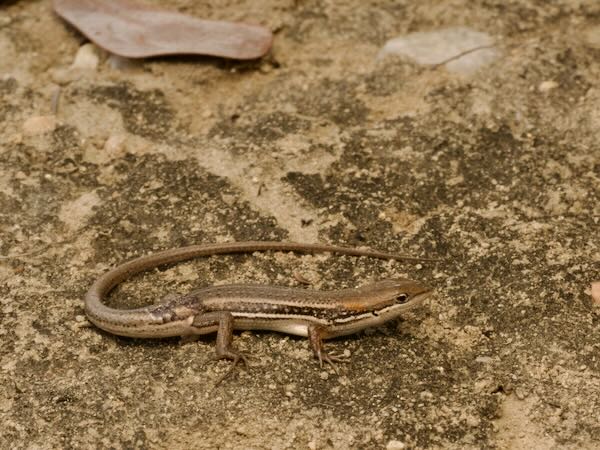 Elegant Mabuya (Trachylepis elegans)