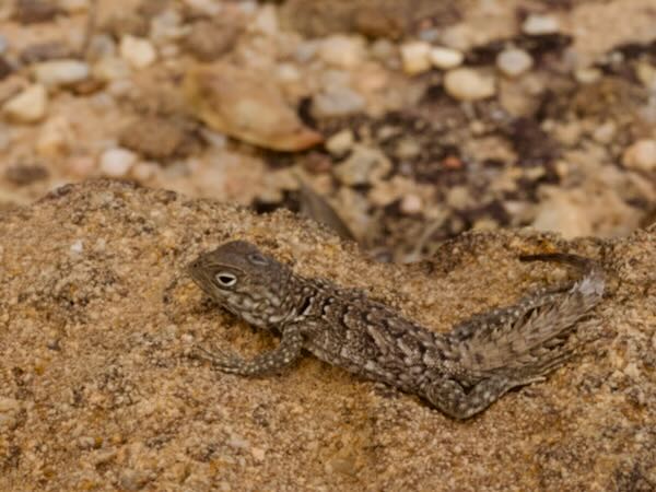 Merrem’s Madagascar Swift (Oplurus cyclurus)