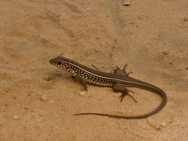 Karsten’s Girdled Lizard (Zonosaurus karsteni)