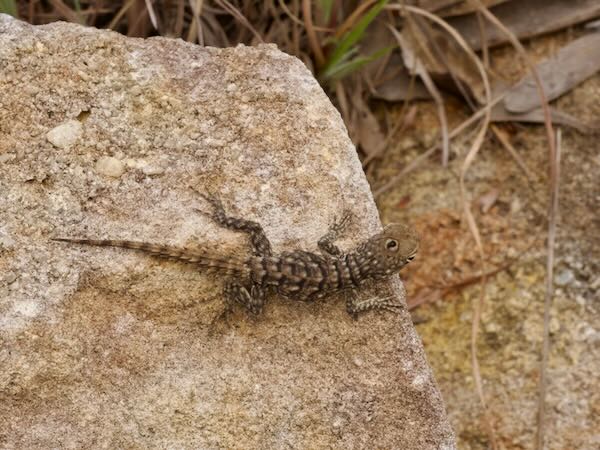 Merrem’s Madagascar Swift (Oplurus cyclurus)