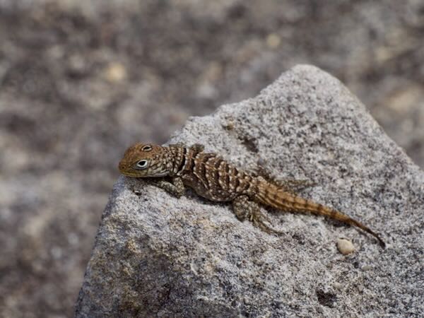 Merrem’s Madagascar Swift (Oplurus cyclurus)