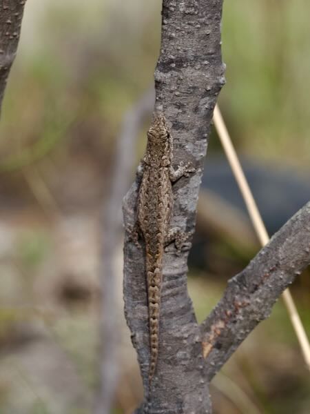 unidentified species (Lygodactylus Isalo)