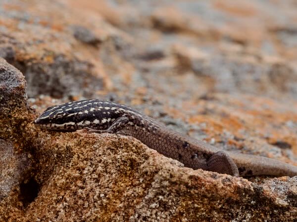 Isalo Skink (Trachylepis nancycoutuae)