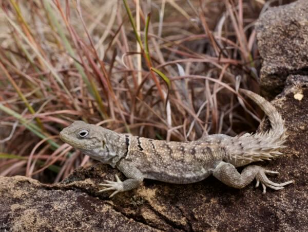 Merrem’s Madagascar Swift (Oplurus cyclurus)