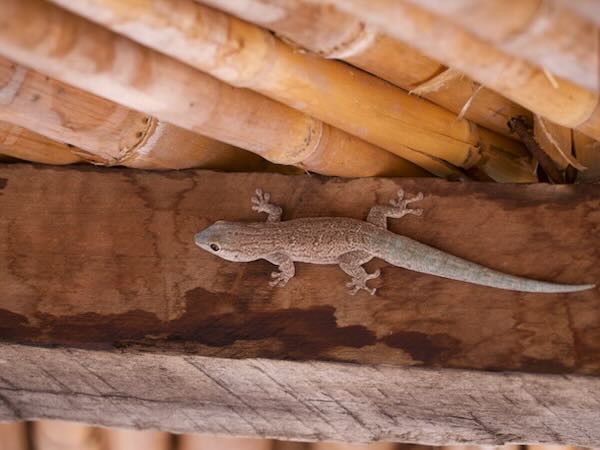 Thick Tail Gecko (Phelsuma mutabilis)