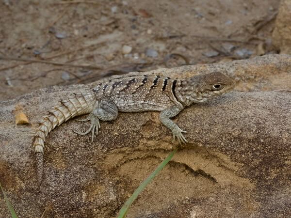 Merrem’s Madagascar Swift (Oplurus cyclurus)