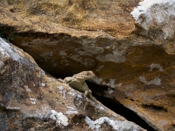 Dumeril’s Madagascar Swift (Oplurus quadrimaculatus)