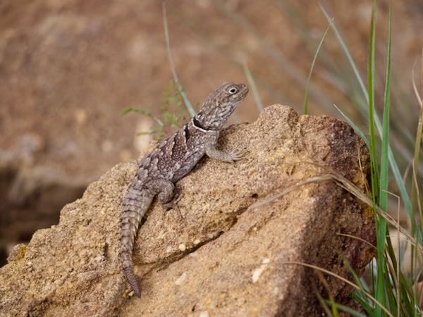 Merrem’s Madagascar Swift (Oplurus cyclurus)