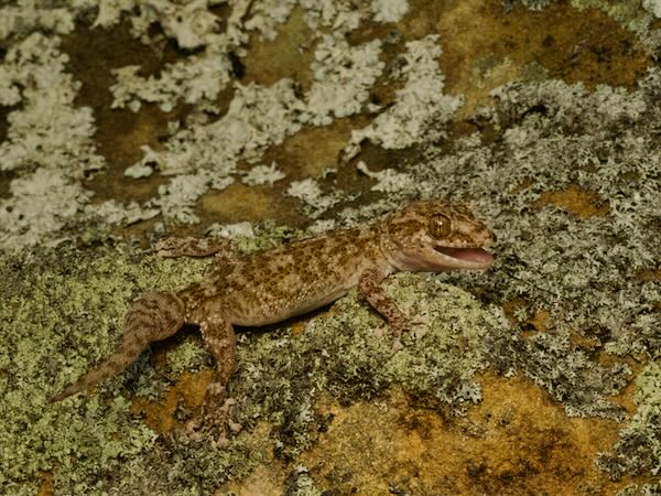 Betroka Leaf-toed Gecko (Paroedura guibeae)