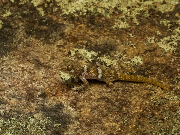 Betroka Leaf-toed Gecko (Paroedura guibeae)