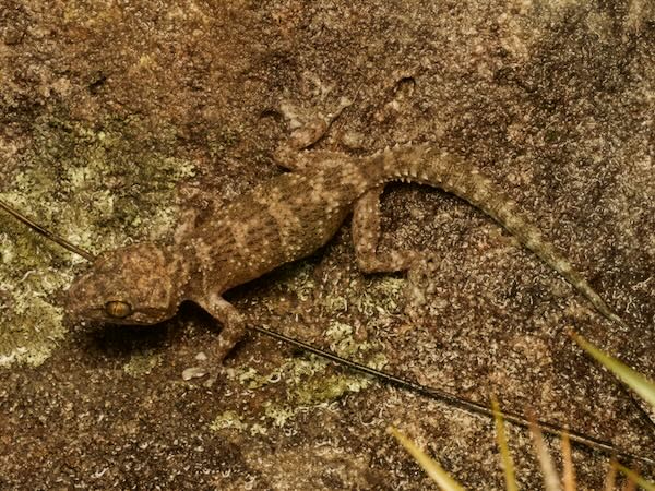 Betroka Leaf-toed Gecko (Paroedura guibeae)