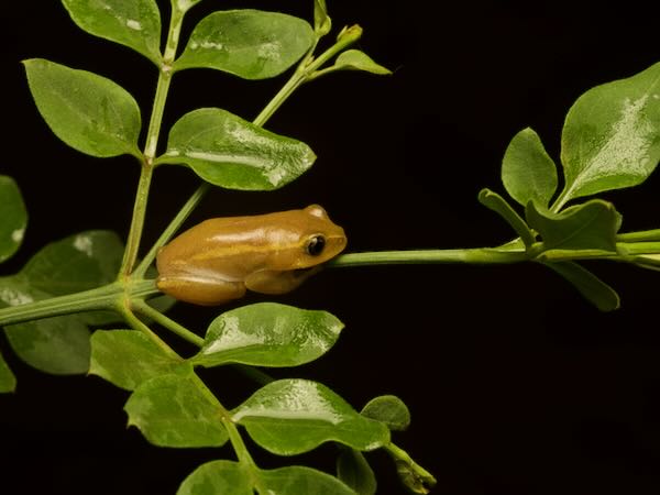 Andranolava Reed Frog (Heterixalus luteostriatus)