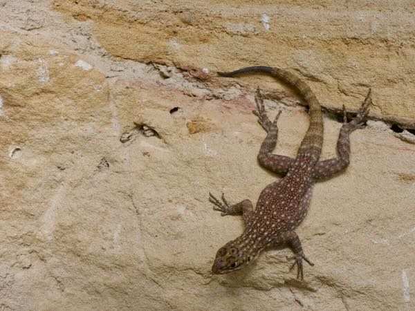 Dumeril’s Madagascar Swift (Oplurus quadrimaculatus)