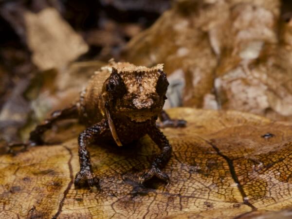 Brygoo’s Leaf Chameleon (Brookesia brygooi)