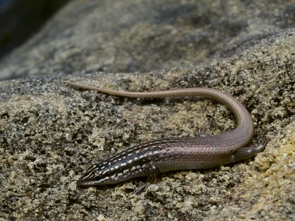 Isalo Skink (Trachylepis nancycoutuae)