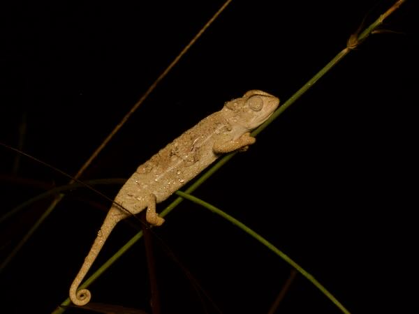 Southern Carpet Chameleon (Furcifer major)