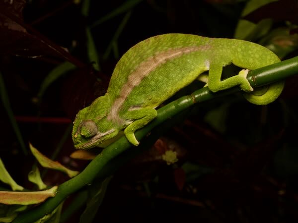 Southern Carpet Chameleon (Furcifer major)