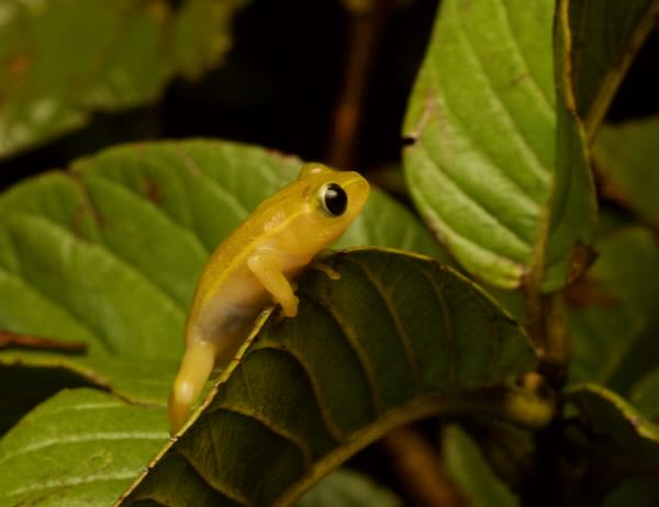 Andranolava Reed Frog (Heterixalus luteostriatus)