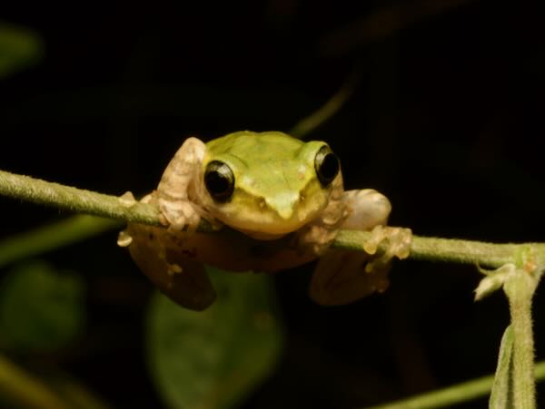 Douliot’s Bright-eyed Frog (Boophis doulioti)