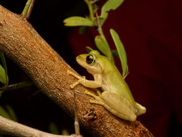 Douliot’s Bright-eyed Frog (Boophis doulioti)