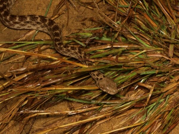 Malagasy Cat-eyed Snake (Madagascarophis colubrinus)