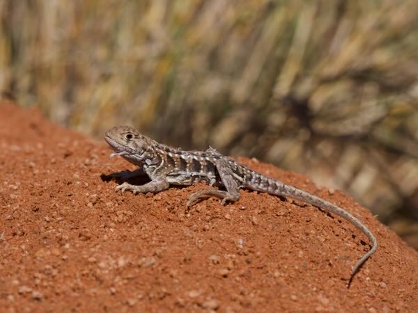 Madagascar Iguana (Chalarodon madagascariensis)