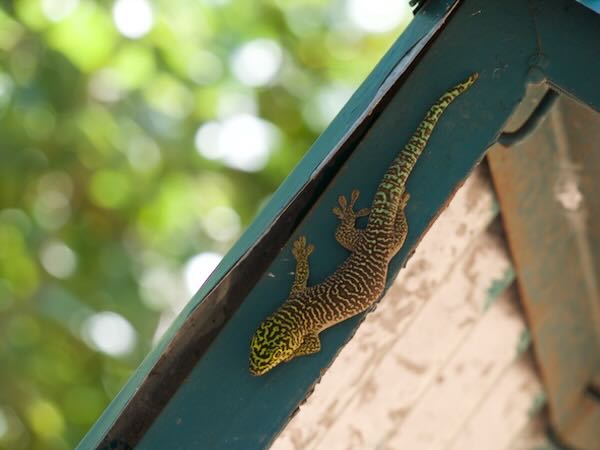 Banded Day Gecko (Phelsuma standingi)