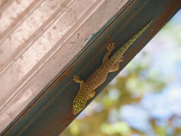 Banded Day Gecko (Phelsuma standingi)