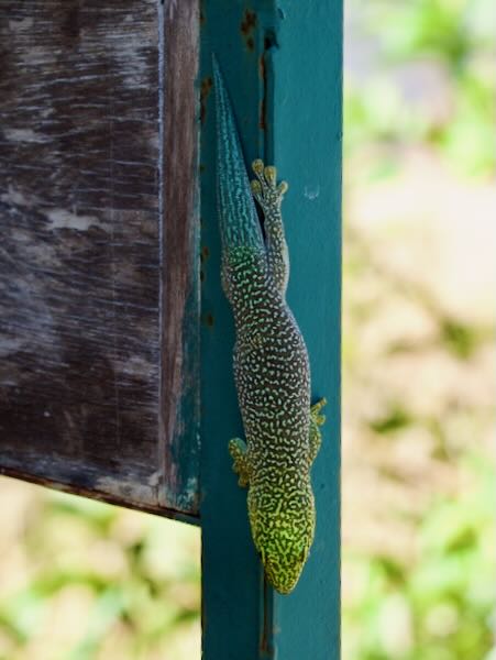 Banded Day Gecko (Phelsuma standingi)