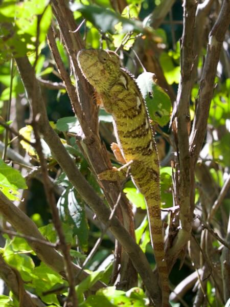 Warty Chameleon (Furcifer verrucosus)