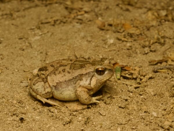 Brown Rain Frog (Scaphiophryne brevis)