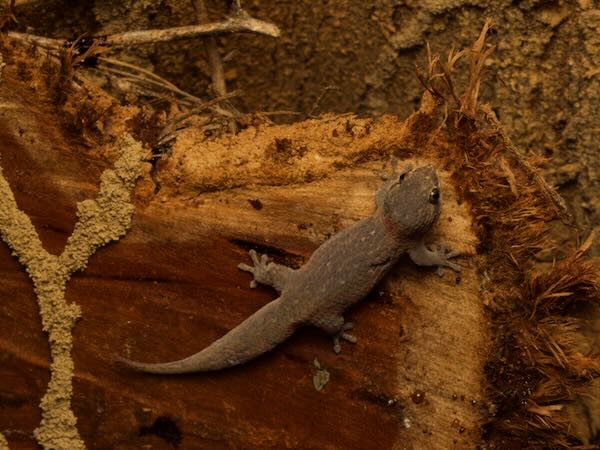 undescribed species (Geckolepis "typica")