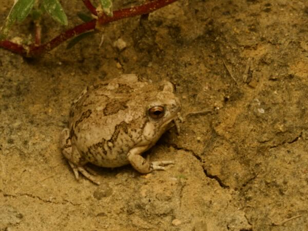 Brown Rain Frog (Scaphiophryne brevis)