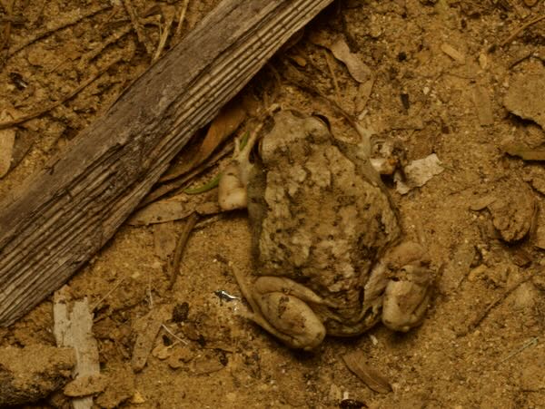 Brown Rain Frog (Scaphiophryne brevis)