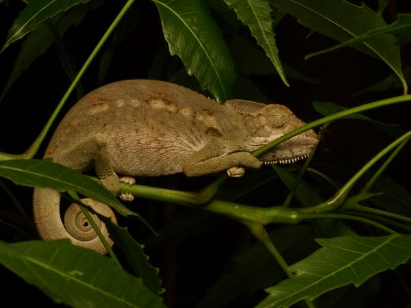 Warty Chameleon (Furcifer verrucosus)