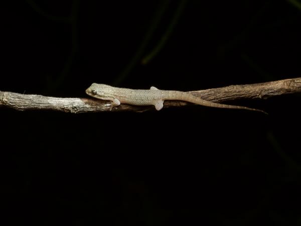 unidentified species (Geckolepis Toliara)