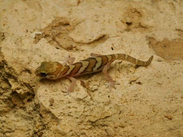 Madagascar Ground Gecko (Paroedura picta)