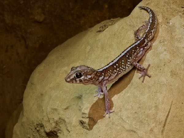 Madagascar Ground Gecko (Paroedura picta)