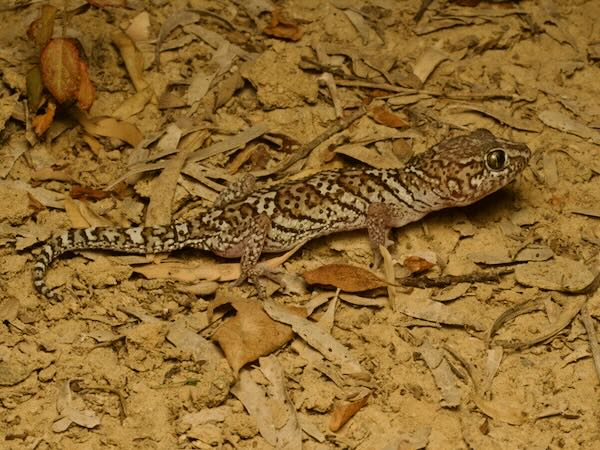 Madagascar Ground Gecko (Paroedura picta)