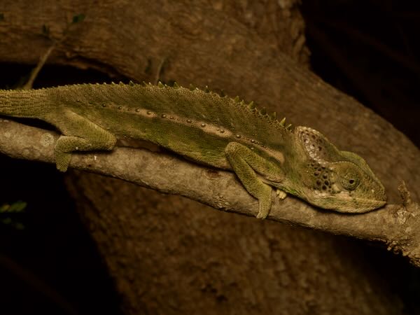 Warty Chameleon (Furcifer verrucosus)