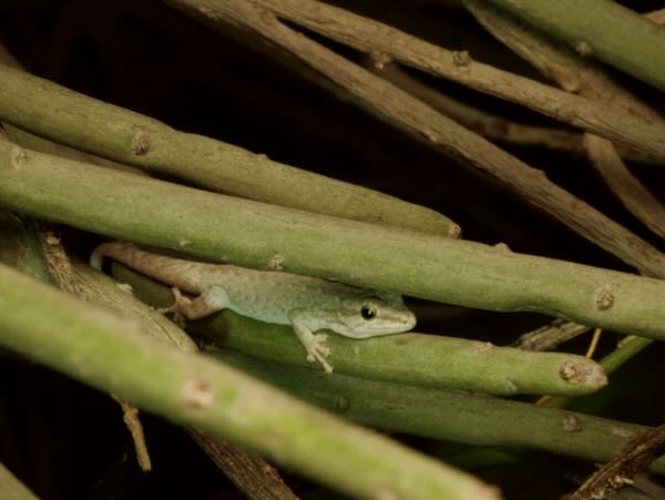 undescribed species (Lygodactylus cf. tuberosus "Toliara")