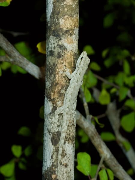 undescribed species (Lygodactylus cf. tuberosus "Toliara")