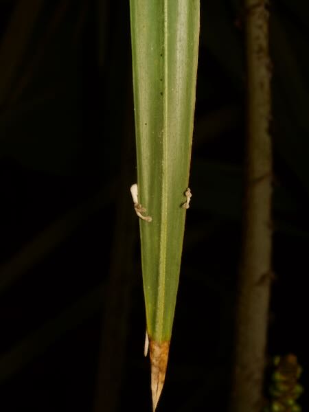 Thick Tail Gecko (Phelsuma mutabilis)